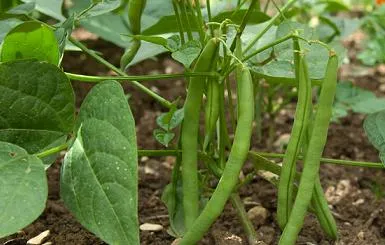 Selectarea vecin nici un rău pentru planta - care pot fi plantate lângă castraveți