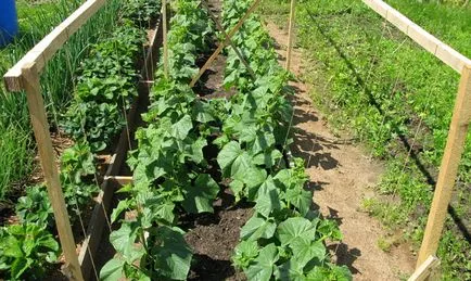 Selectarea vecin nici un rău pentru planta - care pot fi plantate lângă castraveți