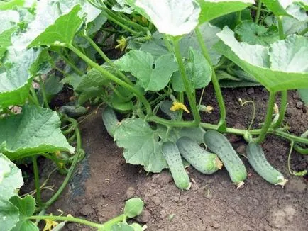Selectarea vecin nici un rău pentru planta - care pot fi plantate lângă castraveți