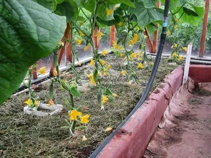 Selectarea vecin nici un rău pentru planta - care pot fi plantate lângă castraveți