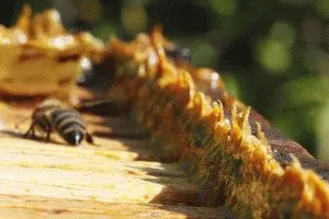 Мозоль у дитини на нозі: причини, допомога, профілактика як лікувати мозоль у дітей