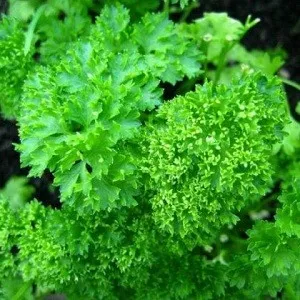 кіста нирок симптоми лікування