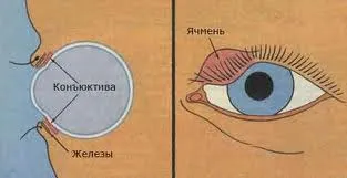 сон
