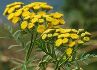 як вилікуватися від глистів народними засобами