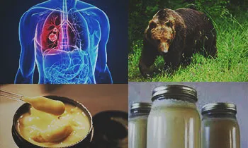 як лікувати легкі ведмежим жиром