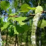як лікувати шлунок і підшлункову залозу