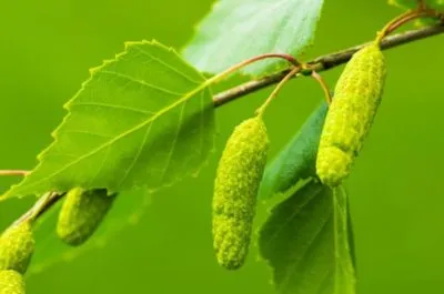як лікувати лямблії полином