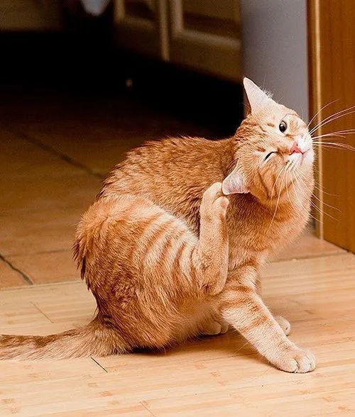 гнійний