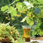 Прищі на обличчі: лікування антибіотиками і препаратами (фото та відгуки) реально вилікувати прищі