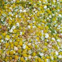 як лікувати шлунок ромашкою