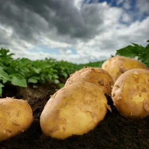 розтягнення зв'язок народне лікування народними засобами