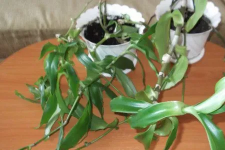 як лікувати мастопатію золотим вусом