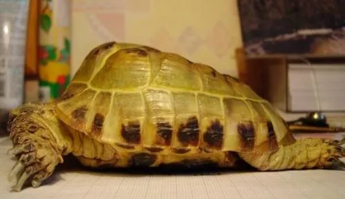 як правильно лікувати рахіт