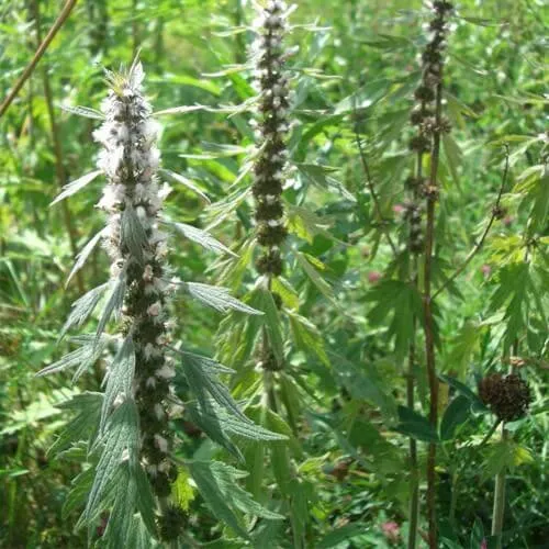 лікувати невроз в домашніх умовах