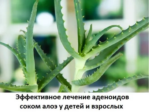 фітотерапія