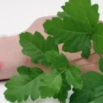 чи довго лікувати дерматит
