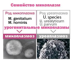 як і чим лікувати уреаплазму