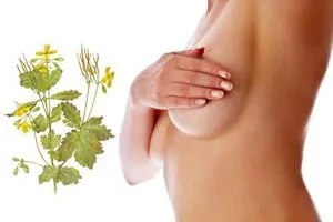 як лікувати мастопатію золотим вусом