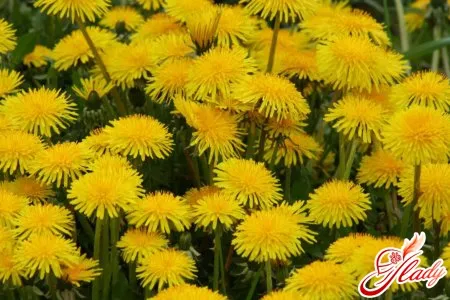 як лікувати варикоз травами