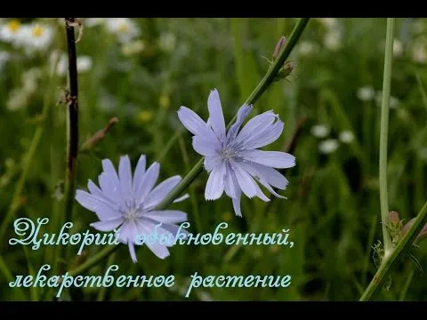 як лікувати печінку лікувальними травами