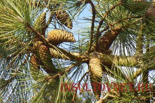 як лікувати інсульт ялиновими шишками