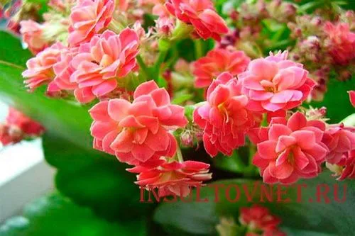 як лікувати інсульт ялиновими шишками