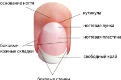 декор нігтів