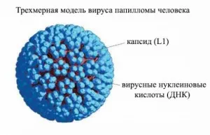 Вірусні бородавки у дітей - причини, симптоми, лікування, в тому числі народними засобами, фото як лікувати плоскі бородавки у дитини