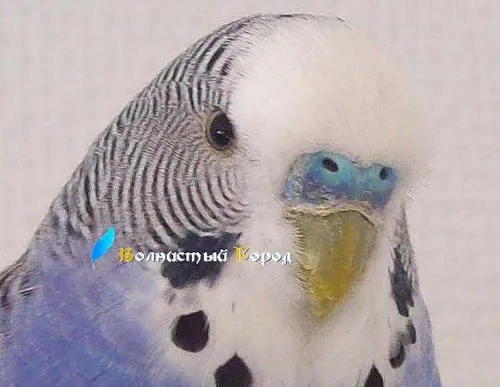 Хвилястий місто » як лікувати коросту у хвилястих папуг