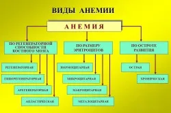 органи кровотворення