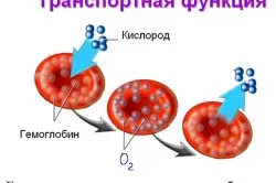 як довго лікувати залізодефіцитну анемію