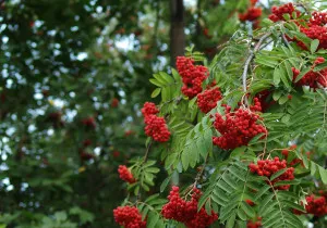 як лікувати запори у дорослих народними засобами