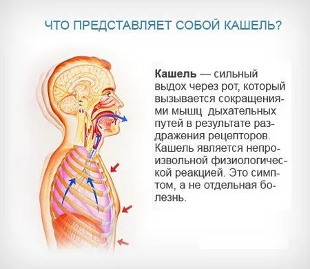 Зелена мокротиння при кашлі: причини і лікування як лікувати зелену мокроту