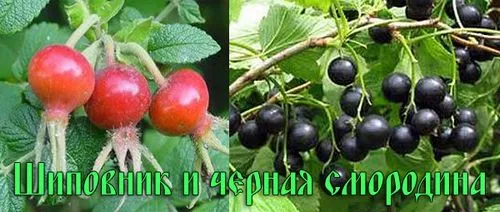 народне лікування