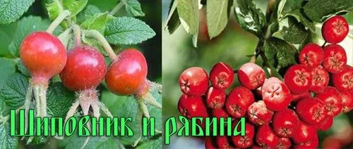 рецепти лікування