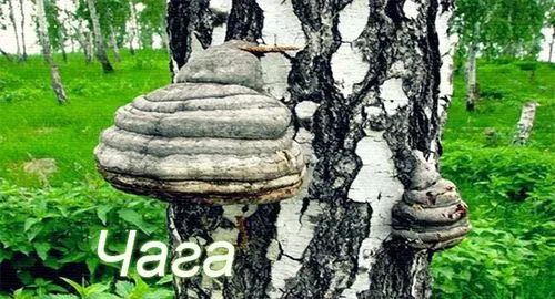 як лікувати гастрит вівсом