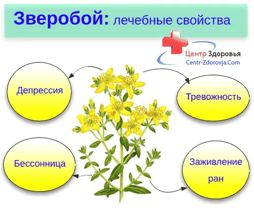 Звіробій: корисні властивості як лікувати депресію звіробоєм