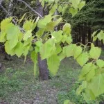 народні засоби при артрозі колінного суглоба