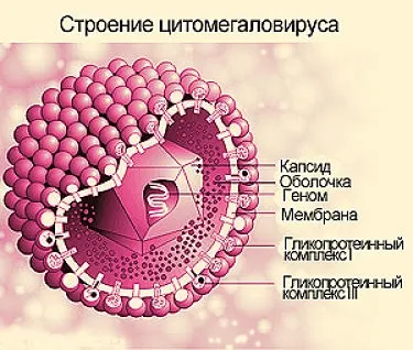 як лікувати цитомегаловірус у жінок