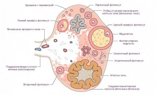 як лікують кісту жовтого тіла