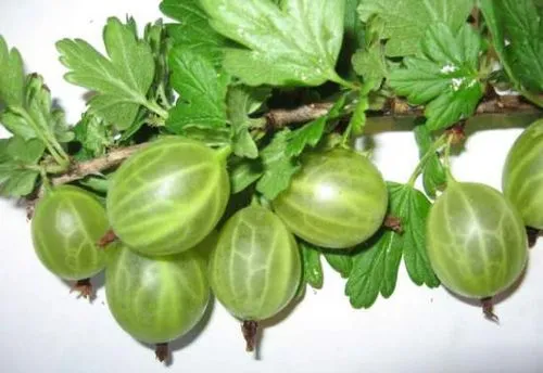 як лікувати грижу шлунку