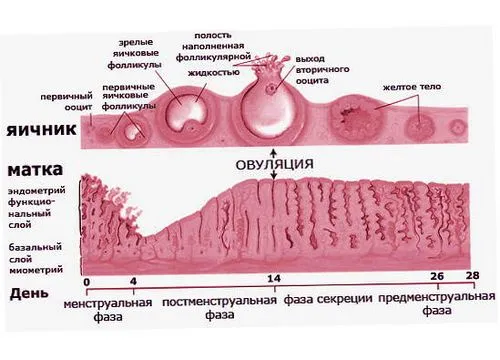 як лікувати кісту жовтого тіла народними засобами