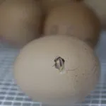 Eclozarea pui din ouă care fac, descrierea procesului, video