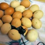Eclozarea pui din ouă care fac, descrierea procesului, video