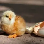 Eclozarea pui din ouă care fac, descrierea procesului, video