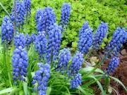 Cultivarea plantelor bulboase, plantarea și îngrijirea - și bulbi klubnelukovichnye (bulbos) Cultivarea plantelor bulboase, plantare și îngrijire - și klubnelukovichnye bulboasa