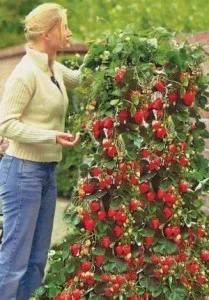 Strawberry midii în saci în seră face corect