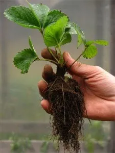Strawberry midii în saci în seră face corect