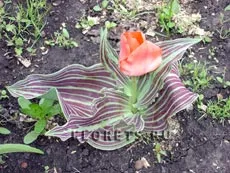 Cultivarea plantelor bulboase, plantarea și îngrijirea - și bulbi klubnelukovichnye (bulbi de plantare) Cultivarea plantelor bulboase, plantare și îngrijire - și klubnelukovichnye bulboasa