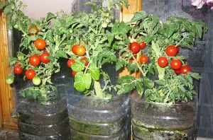 tomate în creștere în casă - plantare pe balconul video (în creștere) Cultivarea tomate în casă - plantare pe balcon Video